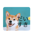 柴犬豆の日常（個別スタンプ：10）