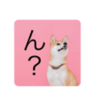 柴犬豆の日常（個別スタンプ：11）