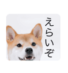 柴犬豆の日常（個別スタンプ：12）