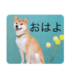 柴犬豆の日常（個別スタンプ：13）