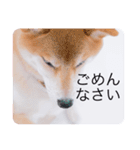 柴犬豆の日常（個別スタンプ：14）