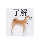 柴犬豆の日常（個別スタンプ：15）