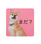 柴犬豆の日常（個別スタンプ：16）