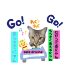 キジシャムにゃんこ④（個別スタンプ：2）