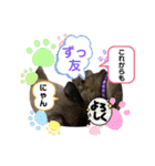 キジシャムにゃんこ④（個別スタンプ：5）