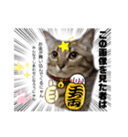 キジシャムにゃんこ④（個別スタンプ：9）