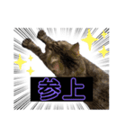 キジシャムにゃんこ④（個別スタンプ：14）