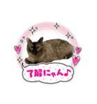 キジシャムにゃんこ④（個別スタンプ：19）