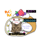 キジシャムにゃんこ④（個別スタンプ：20）