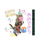キジシャムにゃんこ④（個別スタンプ：24）