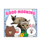 キジシャムにゃんこ④（個別スタンプ：29）