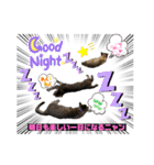 キジシャムにゃんこ④（個別スタンプ：31）