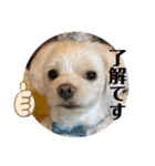 寺犬ゴン太 アラフィフ犬の敬語（個別スタンプ：2）