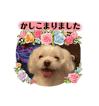 寺犬ゴン太 アラフィフ犬の敬語（個別スタンプ：4）