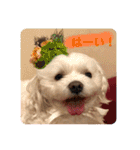 寺犬ゴン太 アラフィフ犬の敬語（個別スタンプ：5）