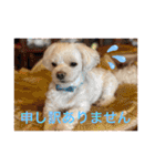 寺犬ゴン太 アラフィフ犬の敬語（個別スタンプ：6）