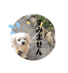 寺犬ゴン太 アラフィフ犬の敬語（個別スタンプ：7）