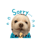 寺犬ゴン太 アラフィフ犬の敬語（個別スタンプ：8）