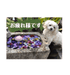 寺犬ゴン太 アラフィフ犬の敬語（個別スタンプ：9）