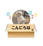 寺犬ゴン太 アラフィフ犬の敬語（個別スタンプ：10）