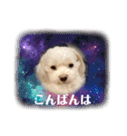 寺犬ゴン太 アラフィフ犬の敬語（個別スタンプ：12）