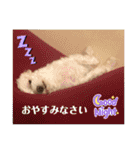 寺犬ゴン太 アラフィフ犬の敬語（個別スタンプ：13）