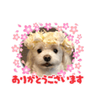 寺犬ゴン太 アラフィフ犬の敬語（個別スタンプ：14）