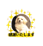 寺犬ゴン太 アラフィフ犬の敬語（個別スタンプ：15）