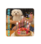 寺犬ゴン太 アラフィフ犬の敬語（個別スタンプ：16）