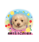 寺犬ゴン太 アラフィフ犬の敬語（個別スタンプ：17）