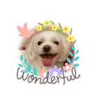 寺犬ゴン太 アラフィフ犬の敬語（個別スタンプ：19）