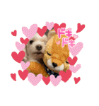 寺犬ゴン太 アラフィフ犬の敬語（個別スタンプ：20）