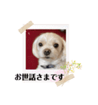 寺犬ゴン太 アラフィフ犬の敬語（個別スタンプ：21）