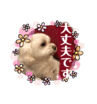 寺犬ゴン太 アラフィフ犬の敬語（個別スタンプ：22）