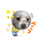 寺犬ゴン太 アラフィフ犬の敬語（個別スタンプ：23）