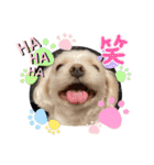 寺犬ゴン太 アラフィフ犬の敬語（個別スタンプ：24）