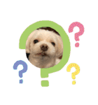 寺犬ゴン太 アラフィフ犬の敬語（個別スタンプ：25）