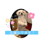寺犬ゴン太 アラフィフ犬の敬語（個別スタンプ：27）