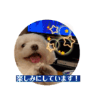寺犬ゴン太 アラフィフ犬の敬語（個別スタンプ：28）