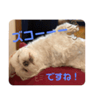 寺犬ゴン太 アラフィフ犬の敬語（個別スタンプ：30）