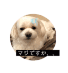 寺犬ゴン太 アラフィフ犬の敬語（個別スタンプ：31）