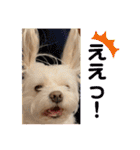 寺犬ゴン太 アラフィフ犬の敬語（個別スタンプ：32）