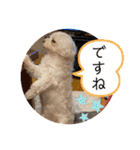 寺犬ゴン太 アラフィフ犬の敬語（個別スタンプ：34）