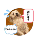 寺犬ゴン太 アラフィフ犬の敬語（個別スタンプ：35）
