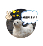 寺犬ゴン太 アラフィフ犬の敬語（個別スタンプ：36）