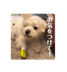 寺犬ゴン太 アラフィフ犬の敬語（個別スタンプ：37）