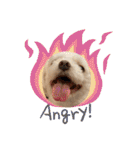 寺犬ゴン太 アラフィフ犬の敬語（個別スタンプ：38）