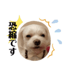 寺犬ゴン太 アラフィフ犬の敬語（個別スタンプ：39）