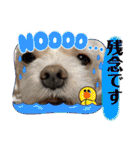 寺犬ゴン太 アラフィフ犬の敬語（個別スタンプ：40）