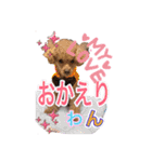 トイプードル 日常会話わんわん語編（個別スタンプ：1）